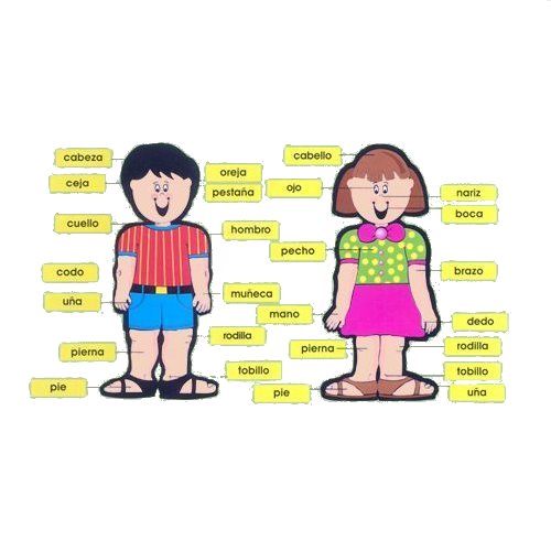 Niño y niña. Partes del cuerpo