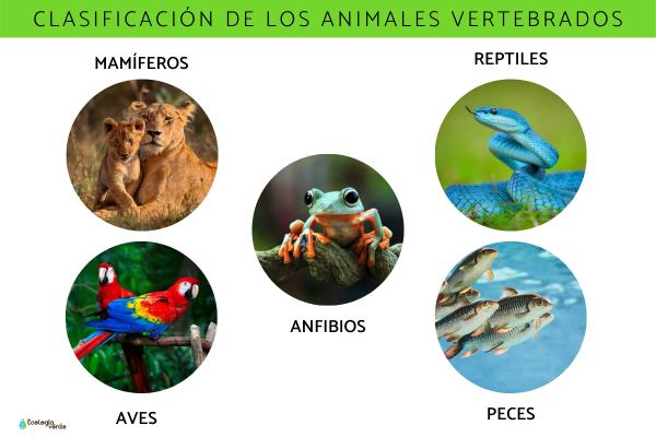 Animales vertebrados