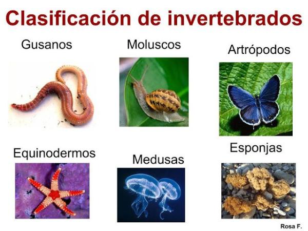 Esquema animales invertebrados.
