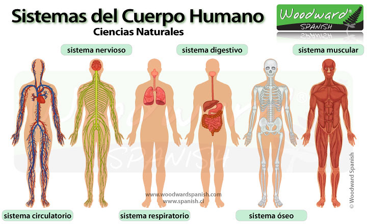 Sistemas del cuerpo humano
