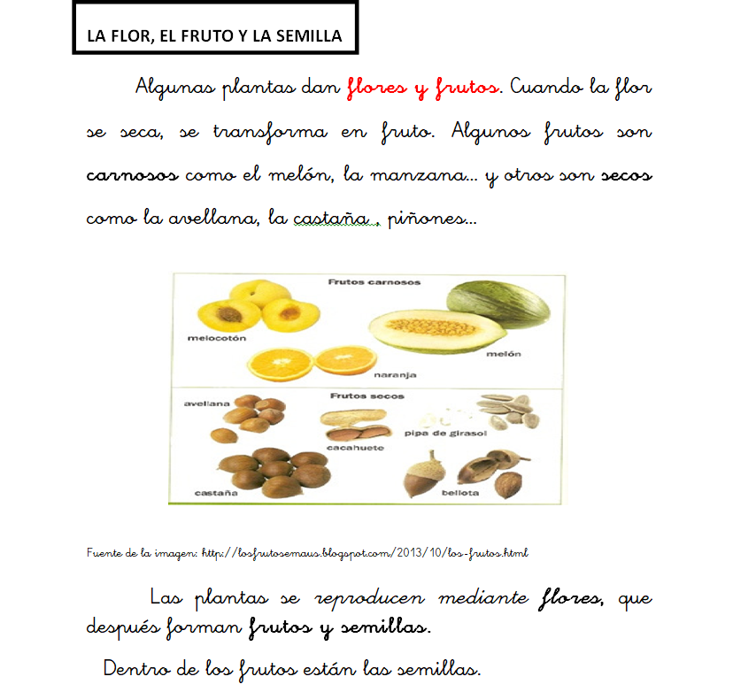 Flor, fruto y semilla