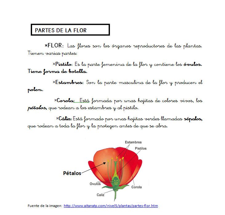 Partes de una flor