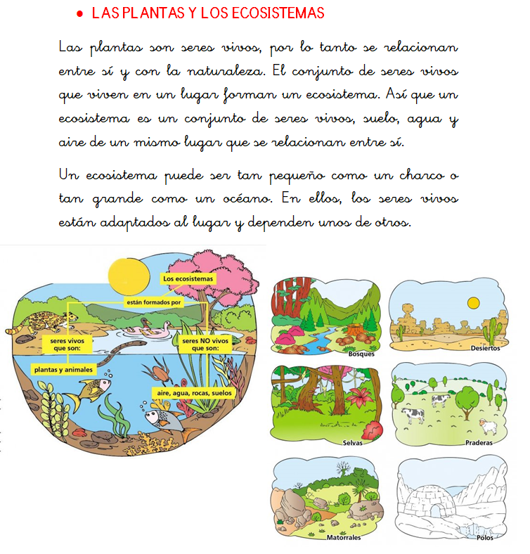 Plantas y ecosistemas