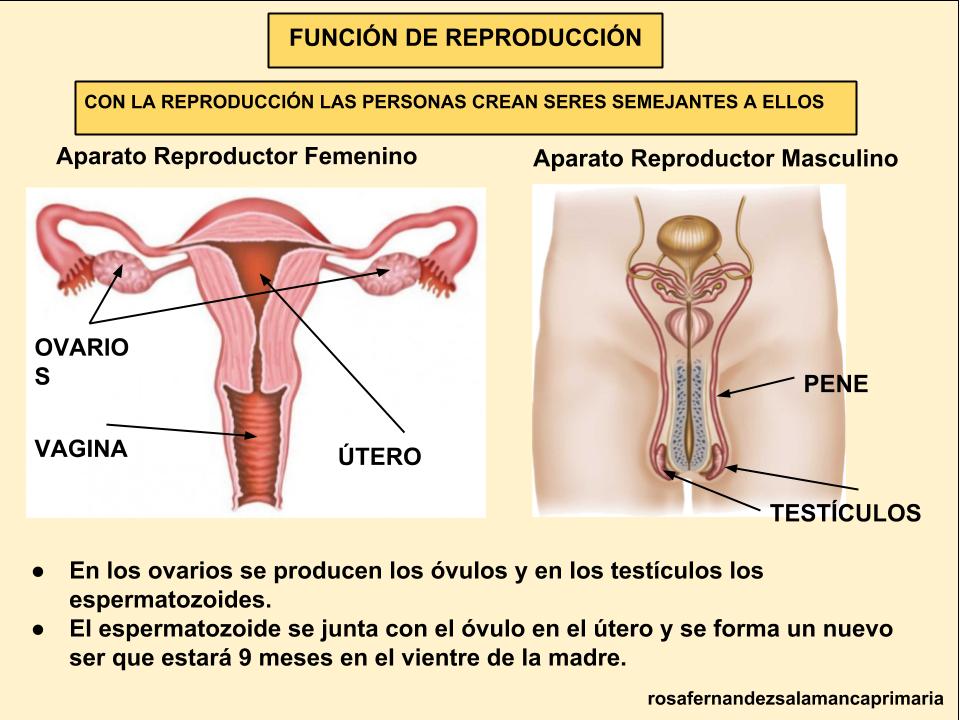 Observamos las diferentes partes de los dos aparatos reproductores, tanto el femenino como el masculino.