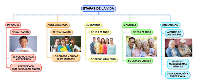 En esta imagen vemos las diferentes etapas de la vida