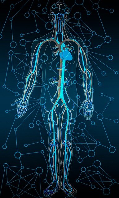 La imagen muestra un cuerpo humano y su aparato circulatorio