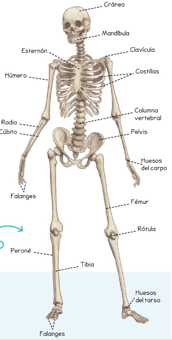 ESQUELETO HUMANO