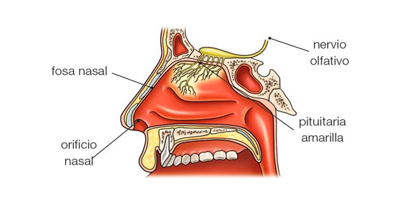 Partes del sentido del olfato