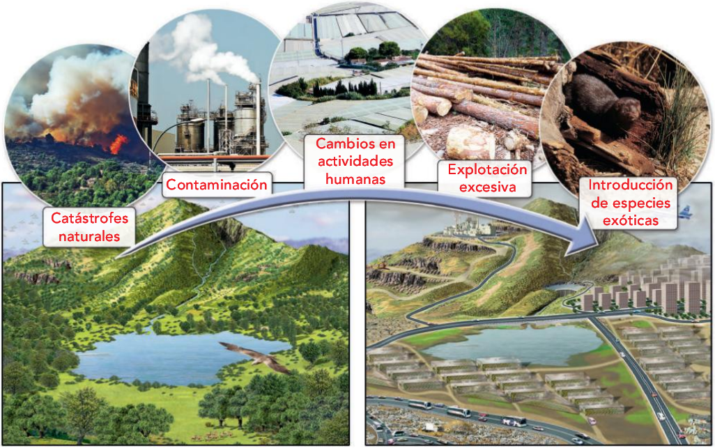 Esquema representando los cambios que alteran los ecosistemas