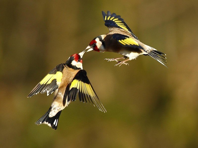 Imagen de dos jilgueros volando