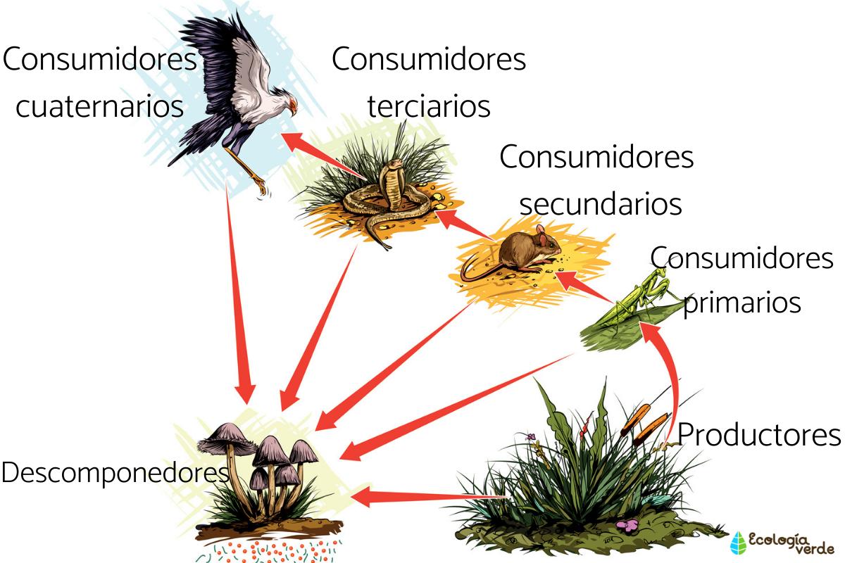 Esquema de cadena alimenticia o trófica